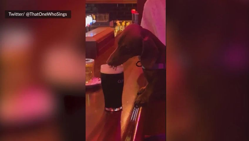 hundtrinktbier