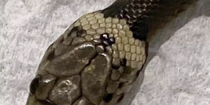 Das vom Wildlife Information, Rescue and Education Service (WIRES) zur Verfügung gestellte Foto zeigt eine blassköpfige Schlange (Pale-headed Snake). Foto: Gary Pattinson/WIRES/AP/dpa Das vom Wildlife Information, Rescue and Education Service (WIRES) zur Verfügung gestellte Foto zeigt eine blassköpfige Schlange (Pale-headed Snake). Foto: Gary Pattinson/WIRES/AP/dpa
