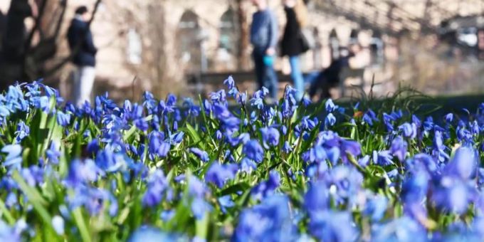Bei Sonnenschein und Aussentemperaturen um die 9 Grad blühen im Botanischen Garten Karlsruhe Blausterne. Foto: Uli Deck/dpa Bei Sonnenschein und Aussentemperaturen um die 9 Grad blühen im Botanischen Garten Karlsruhe Blausterne. Foto: Uli Deck/dpa