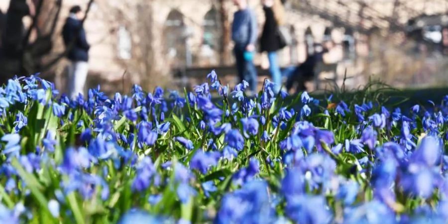 Bei Sonnenschein und Aussentemperaturen um die 9 Grad blühen im Botanischen Garten Karlsruhe Blausterne. Foto: Uli Deck/dpa