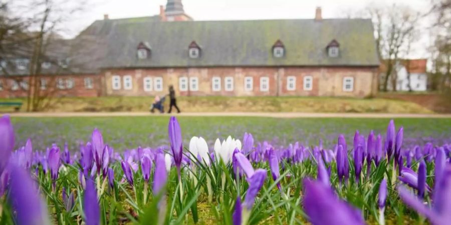 Lila Krokusse (crocus napolitanus) blühen auf am Schloss vor Husum. Seit Jahrhunderten schon lockt Husums Krokusblüte Menschen an die Nordseeküste. Foto: Gregor Fischer/dpa