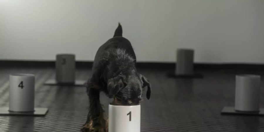 Spürhunde können laut einer Studie Corona erschnüffeln