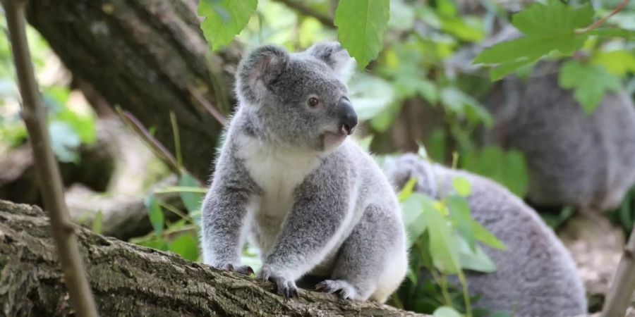 Koala