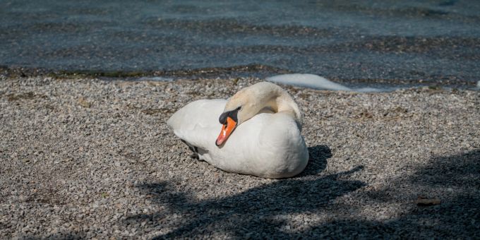 Schwan. (Symbolbild) Schwan. (Symbolbild)