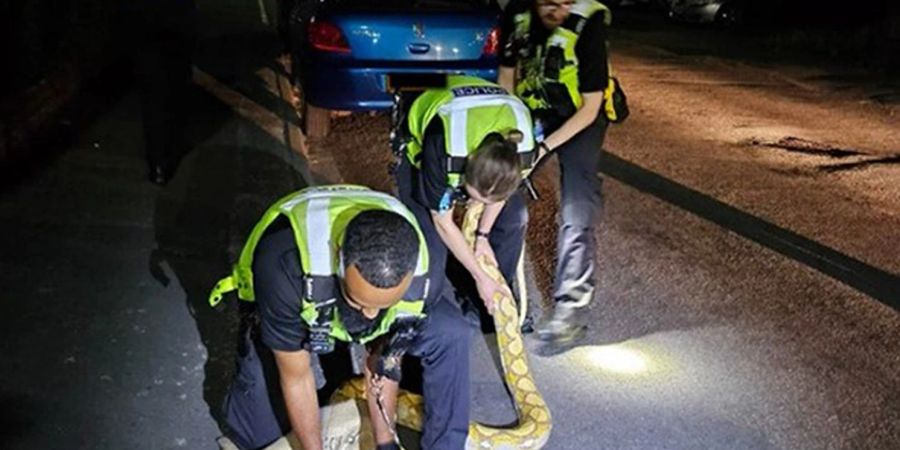 Polizeibeamte fangen den 3,6 Meter langen Python ein.