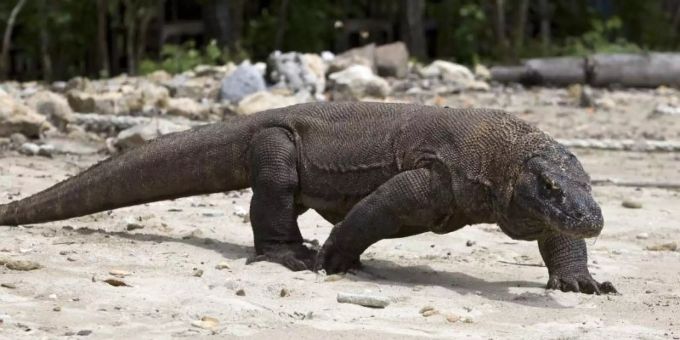 Ein Komodo-Waran, aufgenommen im Komodo Island Nationalpark. Komod-Waran