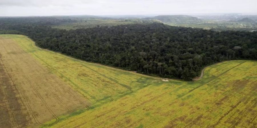 Sojafelder kurz vor der Ernte im brasilianischen Santarem. Das Land ist der zweitgrösste Sojaproduzent der Welt. Foto: Florian Kopp/Misereor