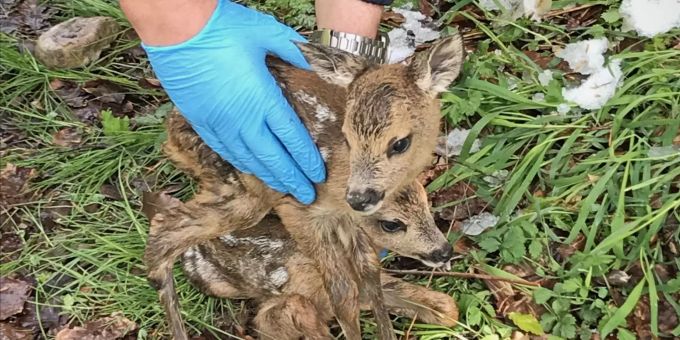 Die beiden Jungtiere konnten erfolgreich zu ihrer Mutter zurückgebracht werden. Rehkitz St. Gallen