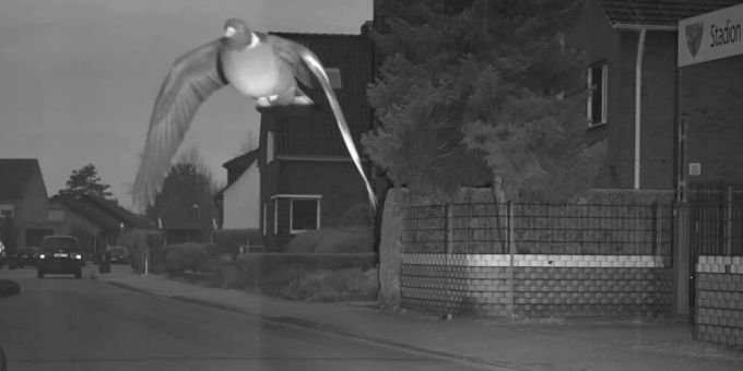 Eine Taube wurde in Bocholt (D) mit 45 Stundenkilometern geblitzt. Rasende Taube