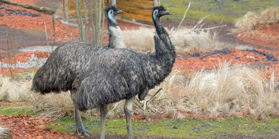 ERZ-Skandal Emus