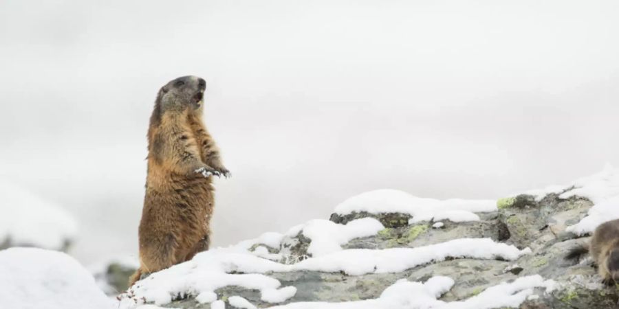 Das Alpenmurmeltier (Marmota marmota) kommt gut mit Kälte zurecht. Säugetiere haben sich einer neuen Studie zufolge deutlich früher in ihrer Evolution an Kälte angepasst als wechselwarme Wirbeltiere.
