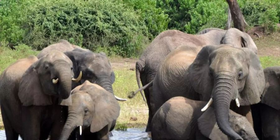 In Botsuana hat die Regierung die Jagd auf Elefanten wieder erlaubt. Die Jagd wird künftig aber streng kontrolliert. Foto: Charmaine Noronha/AP