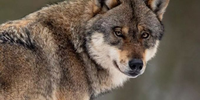 Der Bundesverband der Berufsschäfer begrüsst Pläne, wonach das Abschiessen von Problemwölfen erleichtert wird. Foto: Swen Pförtner Der Bundesverband der Berufsschäfer begrüsst Pläne, wonach das Abschiessen von Problemwölfen erleichtert wird. Foto: Swen Pförtner