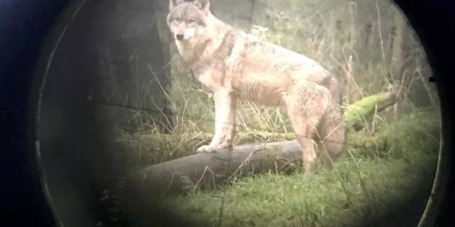 Ein Wolf im Wildpark Eekholt - fotografiert durch ein Zielfernrohr. Foto: Carsten Rehder