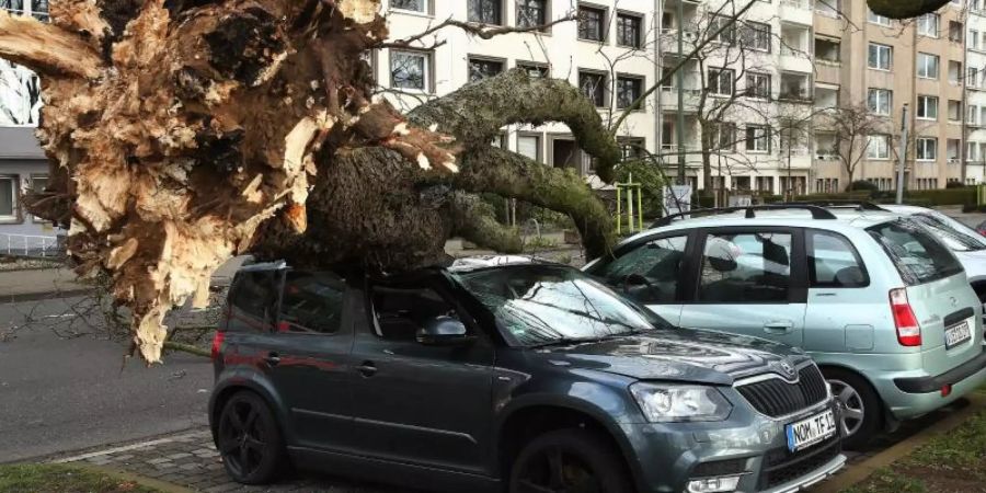 Ein umgekippter Baum beschädigt drei Autos auf der Düsseldorfer Cecillienallee. Foto: David Young