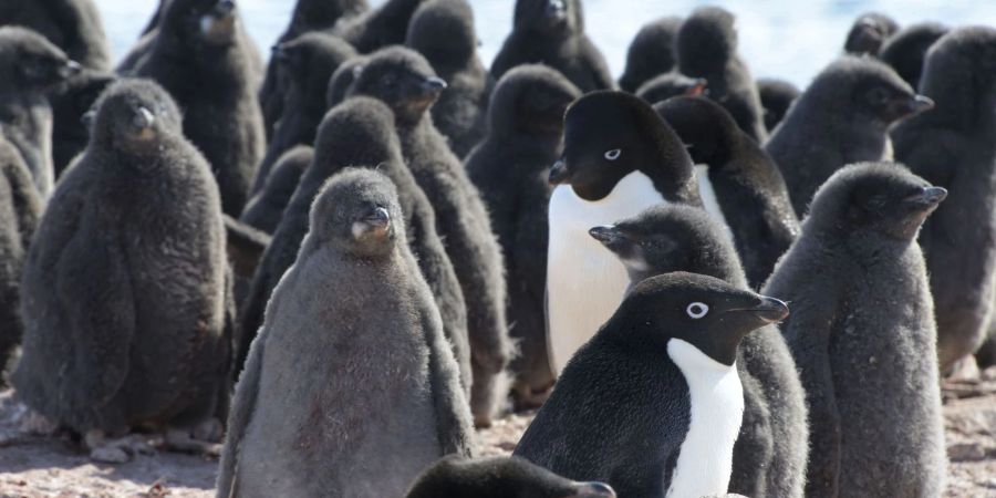 Adeliepinguine und ihr Nachwuchs.