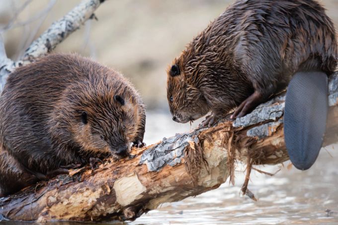 Biber am Werk: Für den Dammbau in Tschechien benötigten die tierischen Profis nur zwei Tage. (Symbolbild) biber baumstamm