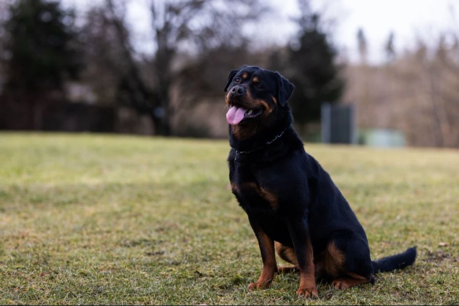 Rottweiler Beiss-Attacke Hundehalter