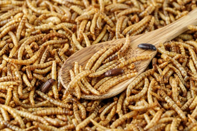 Durch die Zugabe von Vitamin D sollen insektenreiche Lebensmittel noch wertvoller werden. vitamin d
