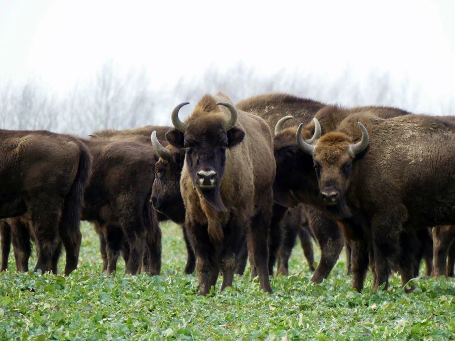 Das Non-Profit-Programm Tanka Fund unterstützt indigene Rancher dabei. (Symbolbild)