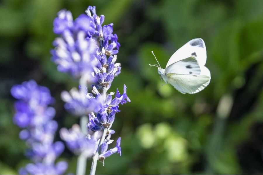 Schmetterling Uetendorf Albert Rösti