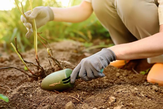Pflanzen können sich gegenseitig unterstützen und Halt bieten. Gartenarbeit, Erde
