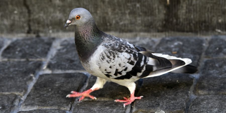 Die Stadttaubenpopulation in Basel soll verkleinert werden. Doch darüber, wie genau es geschehen soll, sind sich Initianten, Regierung und Kommission uneins. (Archivbild)