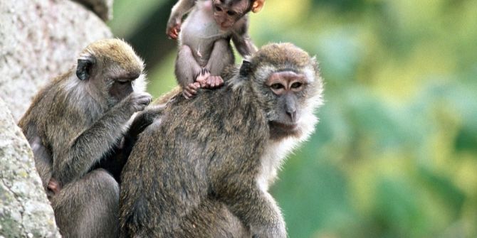 Affen Langschwanzmakaken