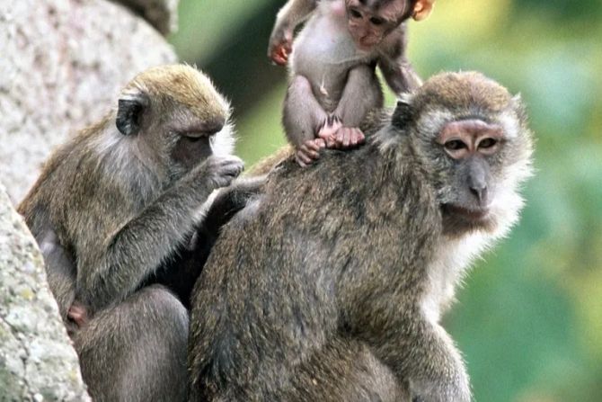 Affen Langschwanzmakaken