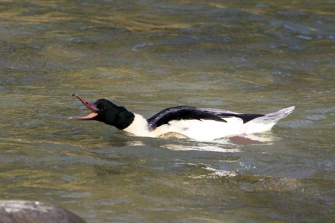 Gänsesäger Abschuss Vogelwarte
