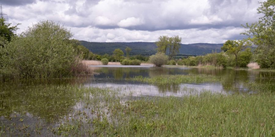 Naturschutzgebiet Meienriedloch