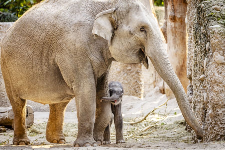 Zoo Zürich
