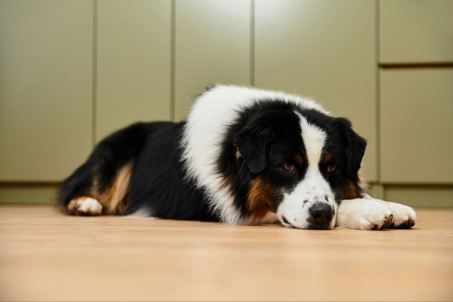 Hund liegt auf dem Boden