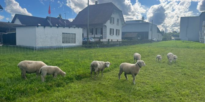 Schafe gestohlen