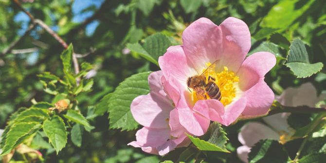 Heckenrose