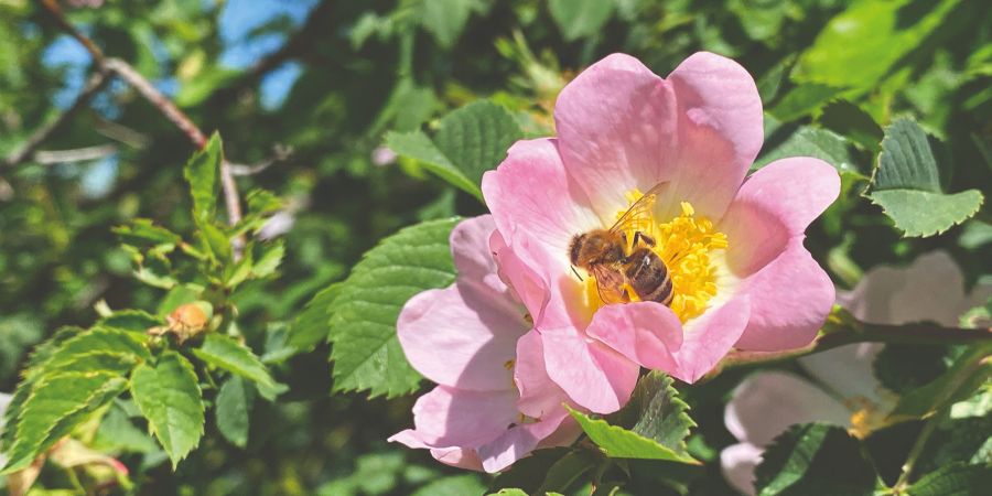 Heckenrose