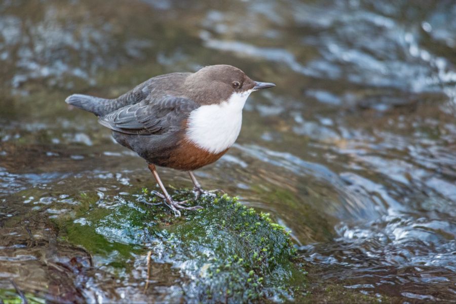 Wasseramsel steht auf einem moosigen Stein