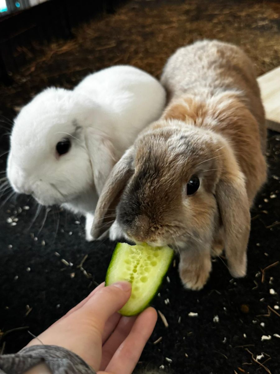 Jörg und Schnuffel wurden nach einem persönlichen Gespräch bei der Stiftung aufgenommen.