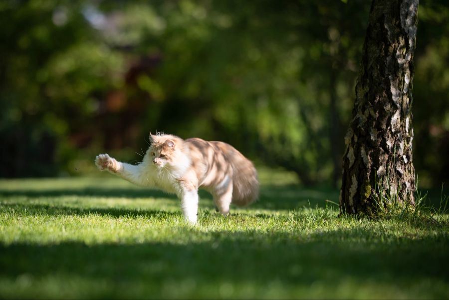 Katze, Insektenjagd