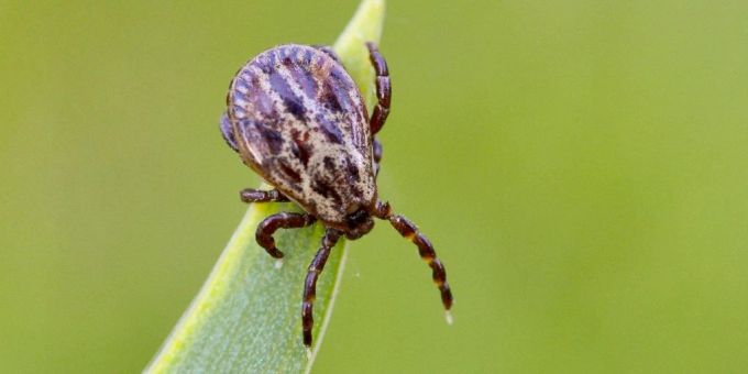 Nicht alle Zecken sind mit der FSME infiziert und übertragen die Krankheit. Zecke