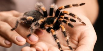 Vogelspinne auf Hand