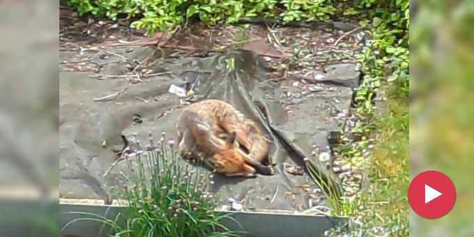 Biologin staunt - Hier sünnelet ein Fuchs seelenruhig im Garten