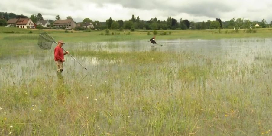 Einige der Karpfen werden den Weg in den Rhein zurück alleine finden, andere Fische werden in den nächsten Tagen eingefangen und ausgesetzt.