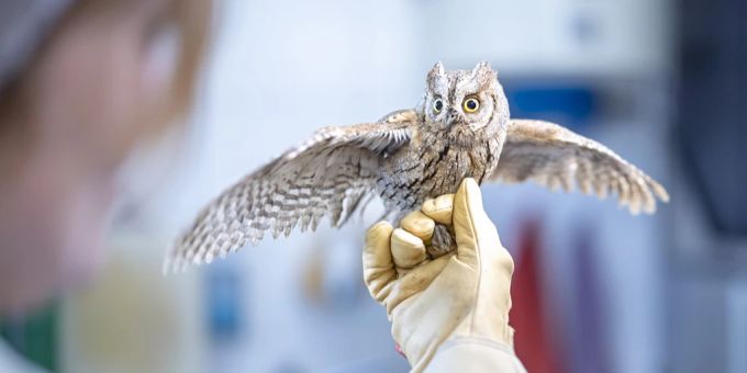 Verirrt - Zürcher Greifvogelstation päppelt seltene Zwergohreule auf