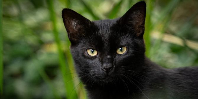 schwarze katze