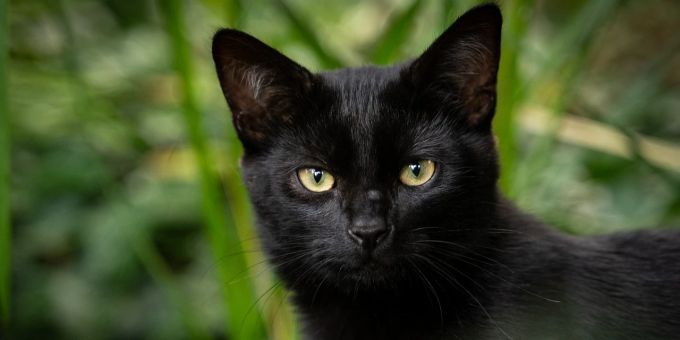 Hausdurchsuchung! - Aargauer Seniorin klaut Büsi ihrer Nachbarin