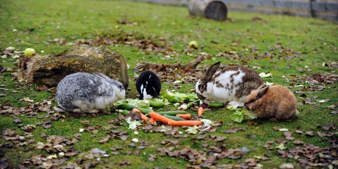 Tierschutz VIER PFOTEN