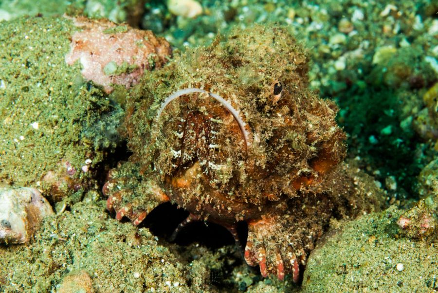 Gut getarnt: Der Teufelsskorpionfisch kann sich hervorragend im Sand verstecken.