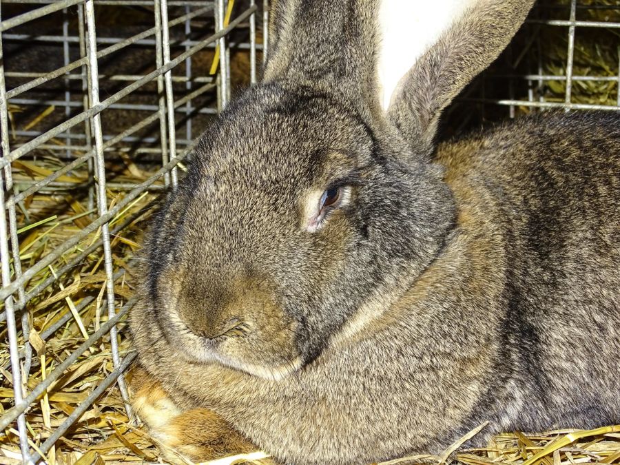 Der Deutsche Riese ist eine sehr grosse Kaninchenrasse.