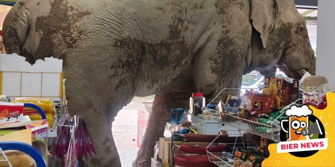 elefant thailand supermarkt